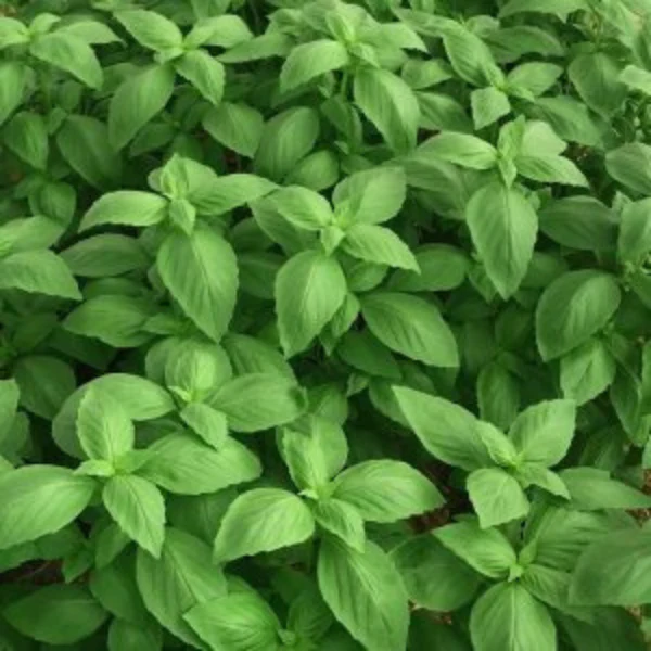 Organic Basil Plant, Genovese (Lihi Prospera) - 3.5" pot