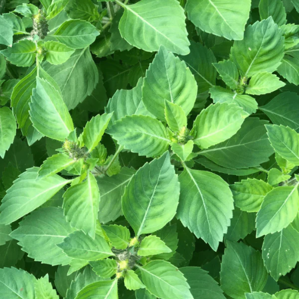 Organic Basil Plant, Holy Tulsi - 3.5" pot