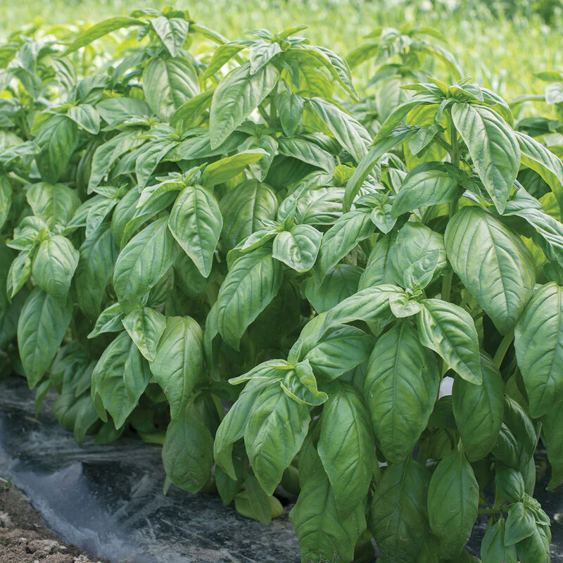 Organic Basil Plant, Prospera Compact Genovese - 6" pot