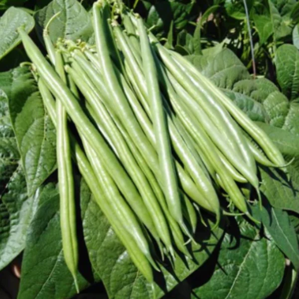 Organic Green Snap Bean Plant, Home Run - 4 pack
