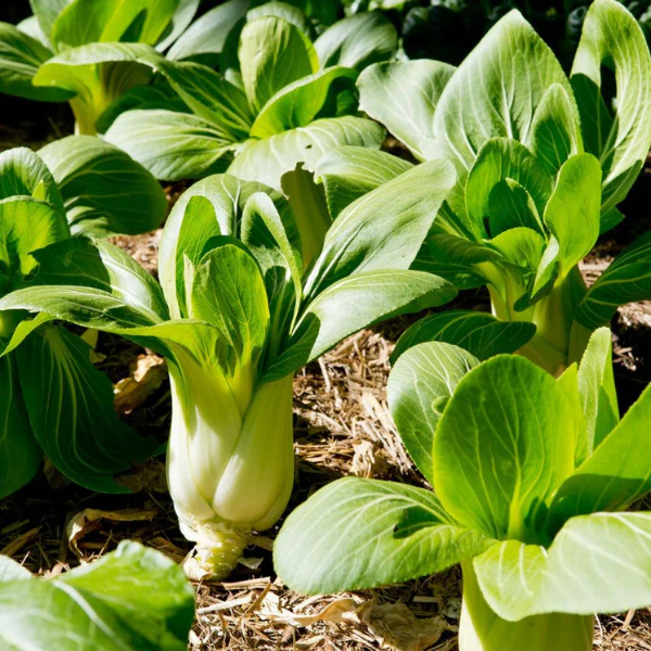 Organic Bok Choi Plant - 4 pack