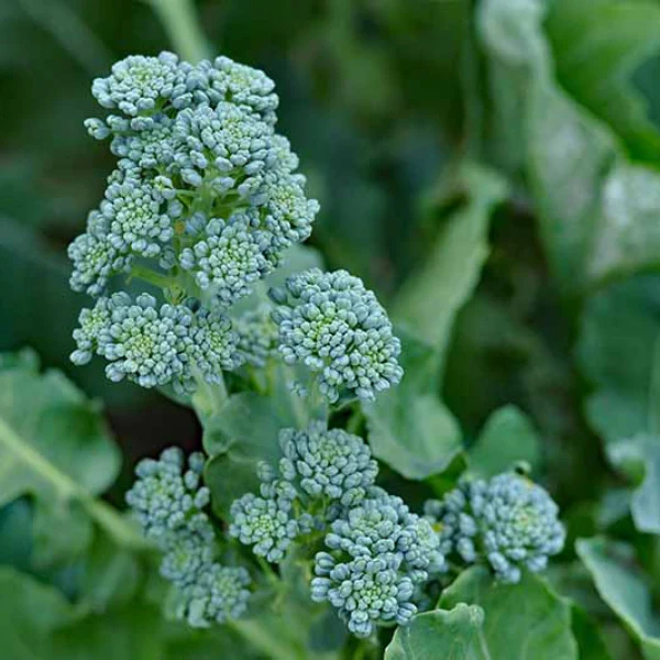 Organic Mini Broccoli (Broccolini) Plant - 4 pack