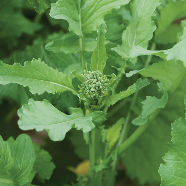 Organic Broccoli Raab Plant - 4 pack