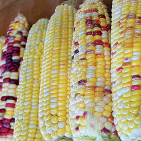 Organic Corn Plant, Festivity - 4 pack
