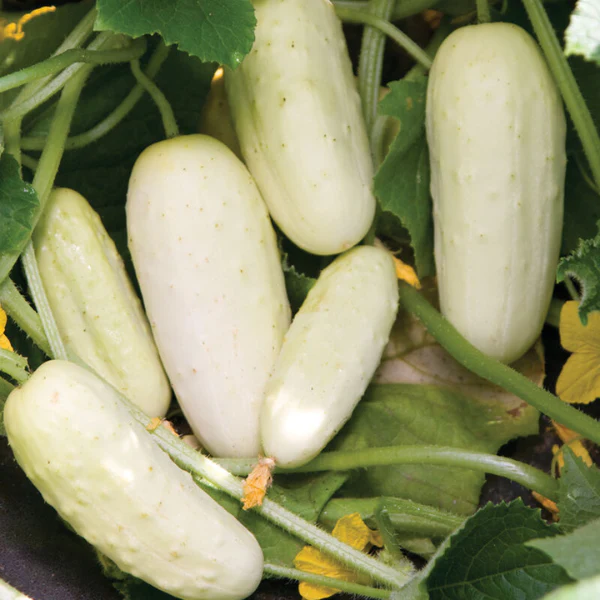 Organic Cucumber Plant, Salt & Pepper - 3.5" pot