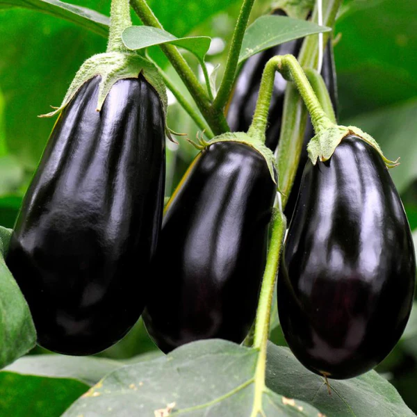 Organic Eggplant Plant, Italian