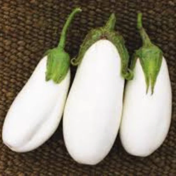 Organic Eggplant Plant, White Imolese - 3.5" pot