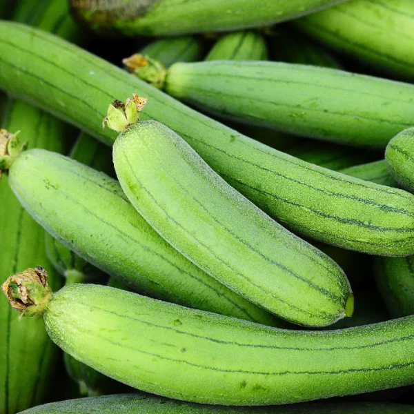 Organic Gourd Plant, Luffa (Sponge) - 3.5" pot
