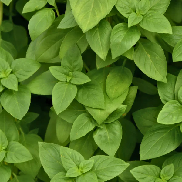 Organic Basil Plant, Everleaf Lemon - 3.5" pot
