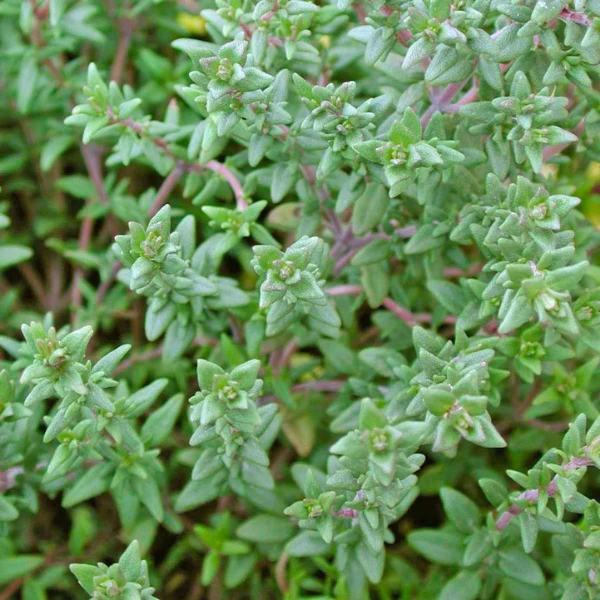 Organic Thyme Plant, English