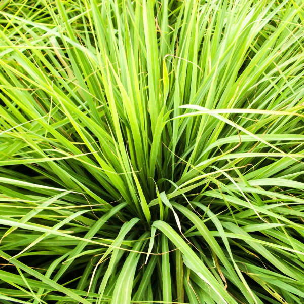 Organic Lemon Grass Plant