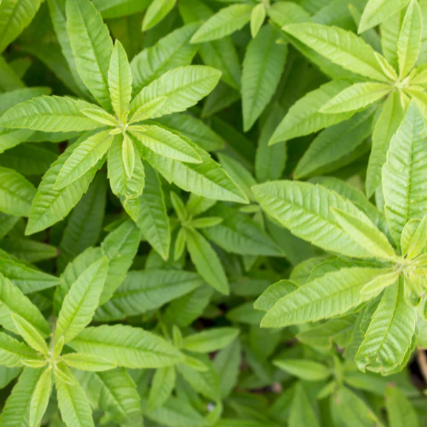 Organic Lemon Verbena Plant - 3.5" pot