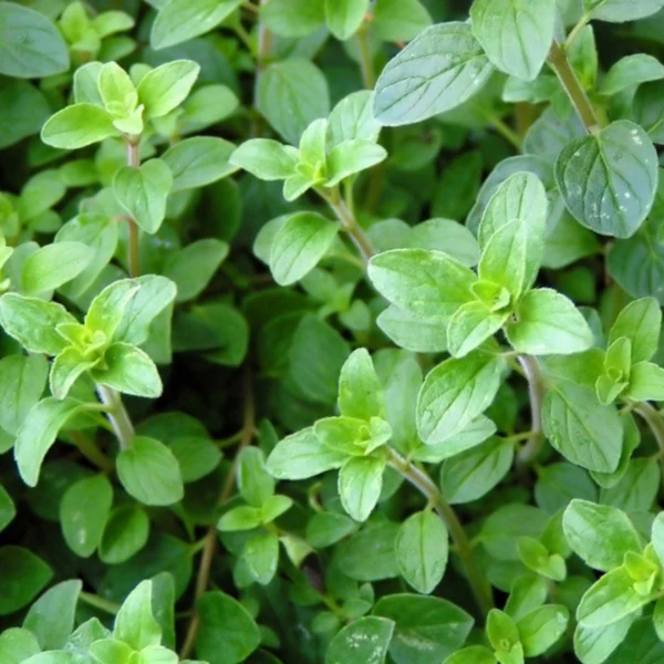 Organic Oregano Plant, Greek