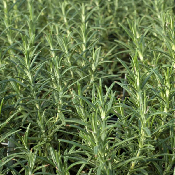Organic Rosemary Plant, Hill Hardy - 3.5" pot