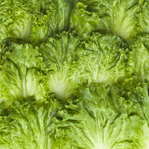 Organic Lettuce Plant, Green Leaf - 4 pack