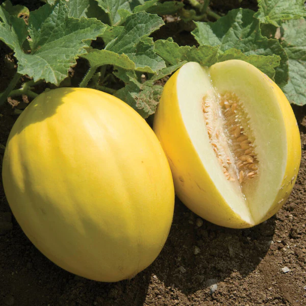 Organic Melon Plant, Brilliant Canary - 3.5" pot