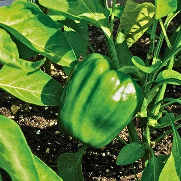Organic Pepper Plant, Ace - 3.5" pot
