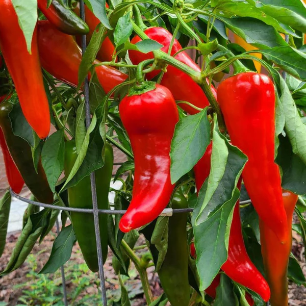 Organic Pepper Plant, Carmen Sweet