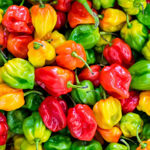 Organic Pepper Plant, Habanero - 3.5" pot
