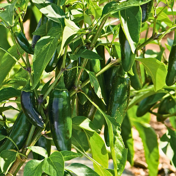 Organic Pepper Plant, Jalapeno