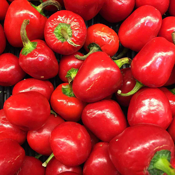 Organic Pepper Plant, Pimento - 3.5" pot