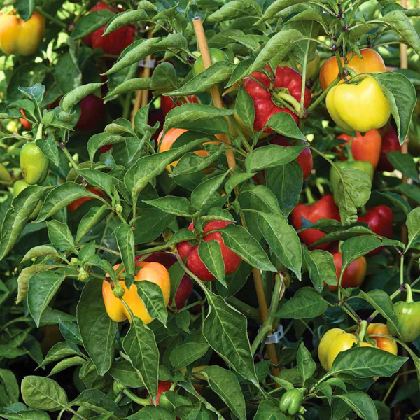 Organic Pepper Plant, Prism Midi Sweet Bell - 3.5" pot