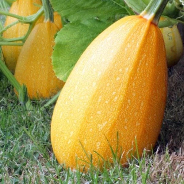 Organic Squash Plant, Spaghetti - 3.5" pot