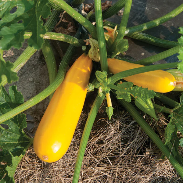 Organic Squash Plant - Yellow Summer