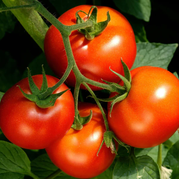 Organic Tomato Plant, Celebrity - 3.5" pot