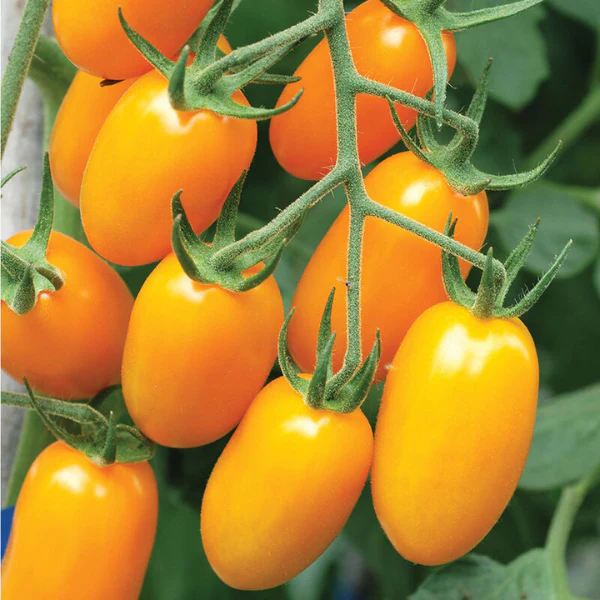Organic Tomato Plant, Golden Sweet Grape