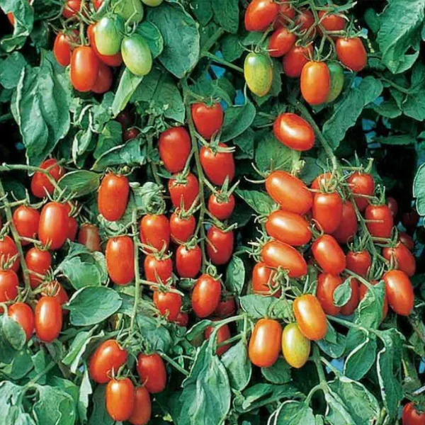 Organic Tomato Plant, Juliet Grape - 3.5" pot