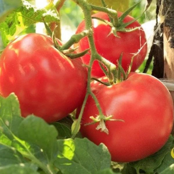 Organic Tomato Plant, Red Deuce - 6" pot