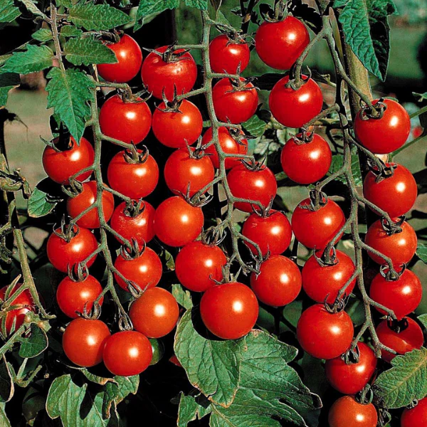 Organic Tomato Plant, Sweet 100 Cherry - 6" pot
