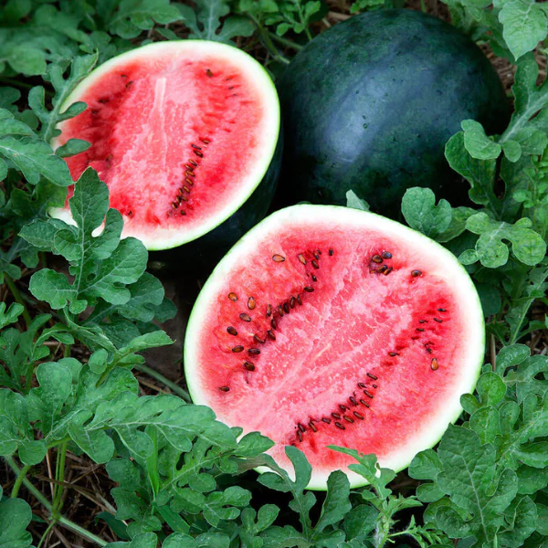 Organic Watermelon Plant, Sugar Baby - 6" pot