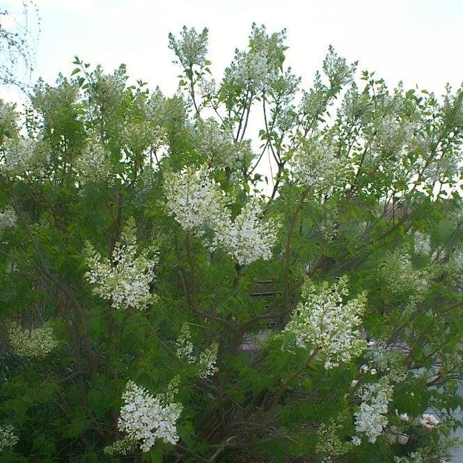 Lilac, Betsy Ross Lilac - Image 3