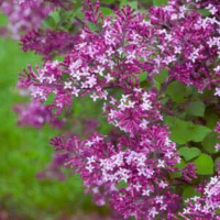 Lilac, Bloomerang Dark Purple Lilac