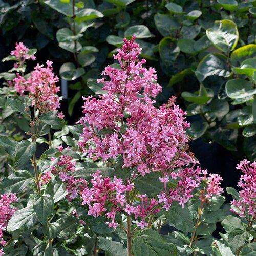 Lilac, Bloomerang® Ballet™ Lilac - Image 3