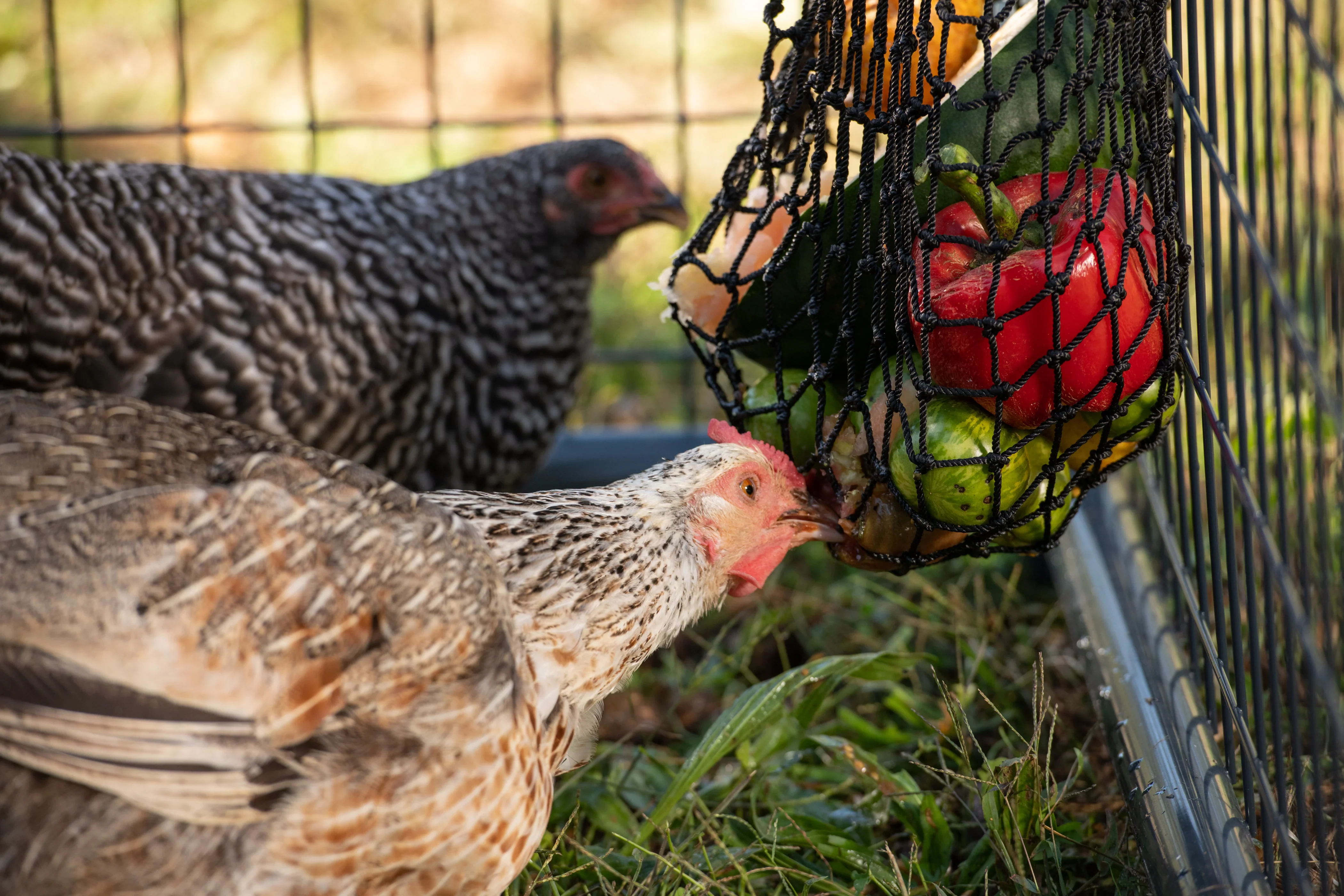 Busy Bag - Chicken Feeder - Image 2