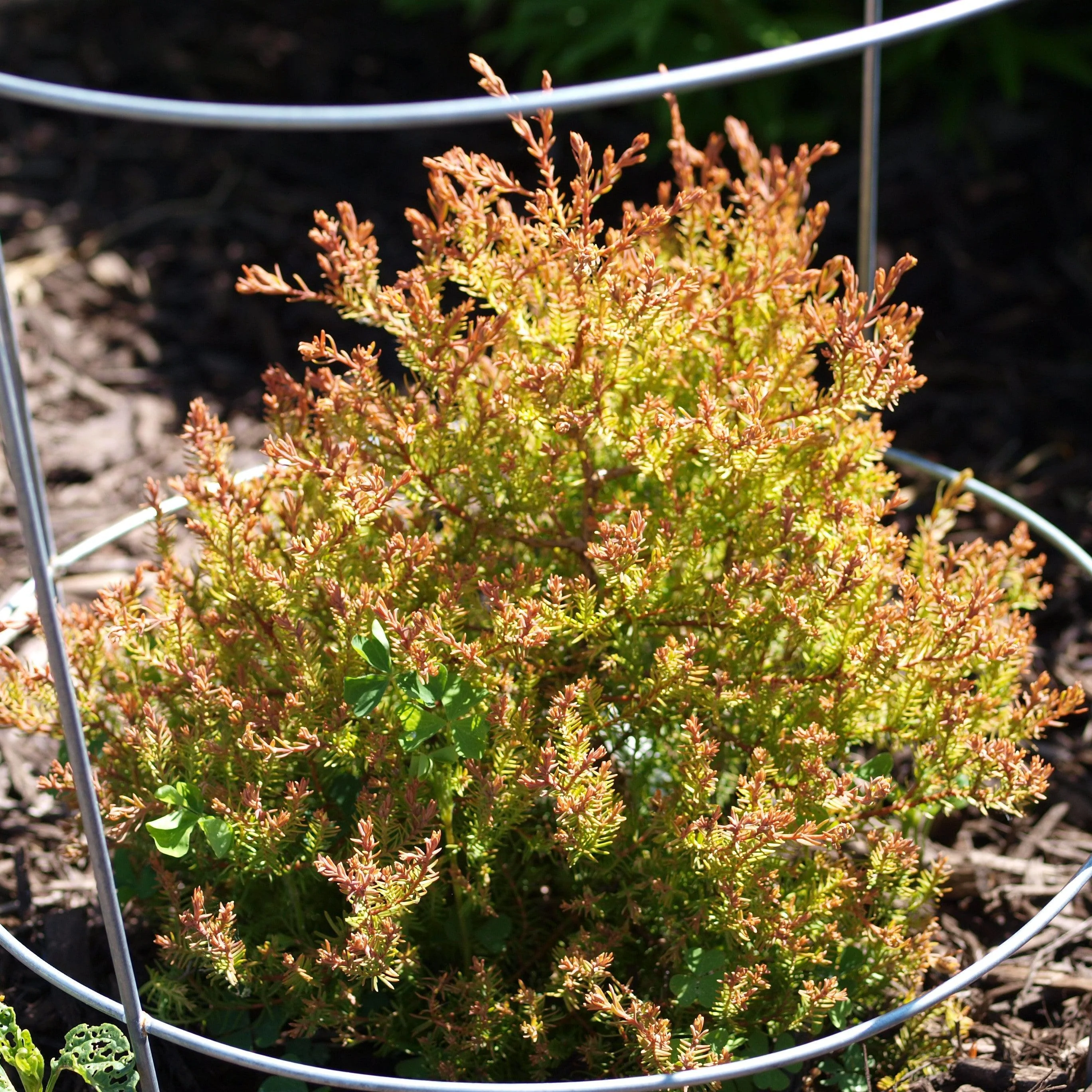 Arborvitae, Fire Chief™ Globe Arborvitae - Image 3