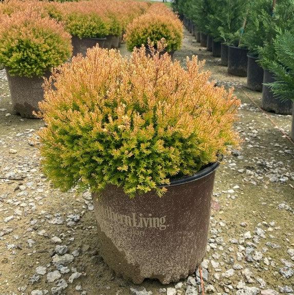 Arborvitae, Fire Chief™ Globe Arborvitae - Image 5