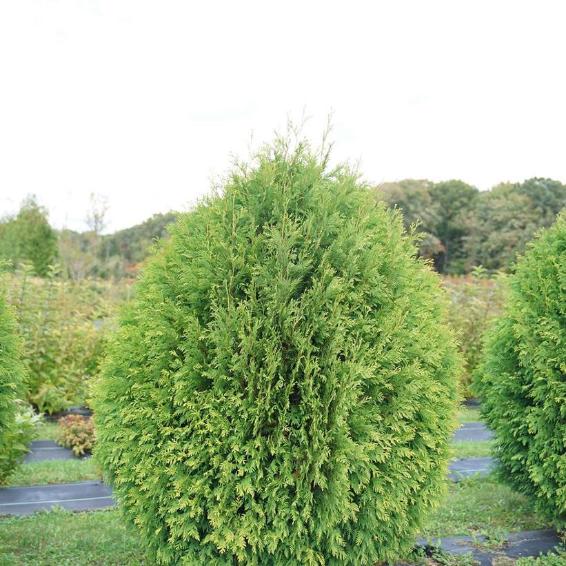 Arborvitae, Cheer Drops Arborvitae
