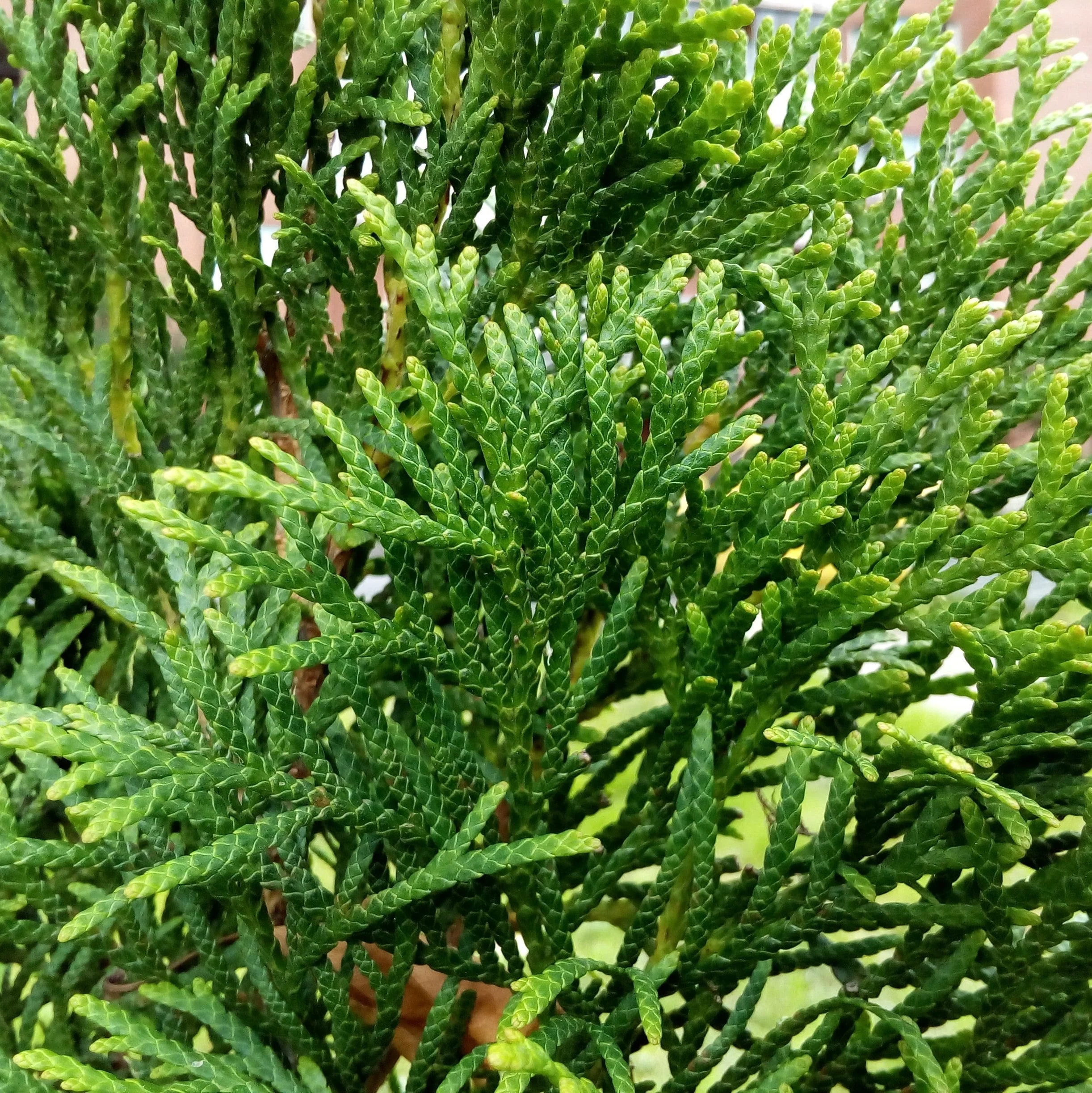 Arborvitae, Full Speed A Hedge® Arborvitae - Image 3