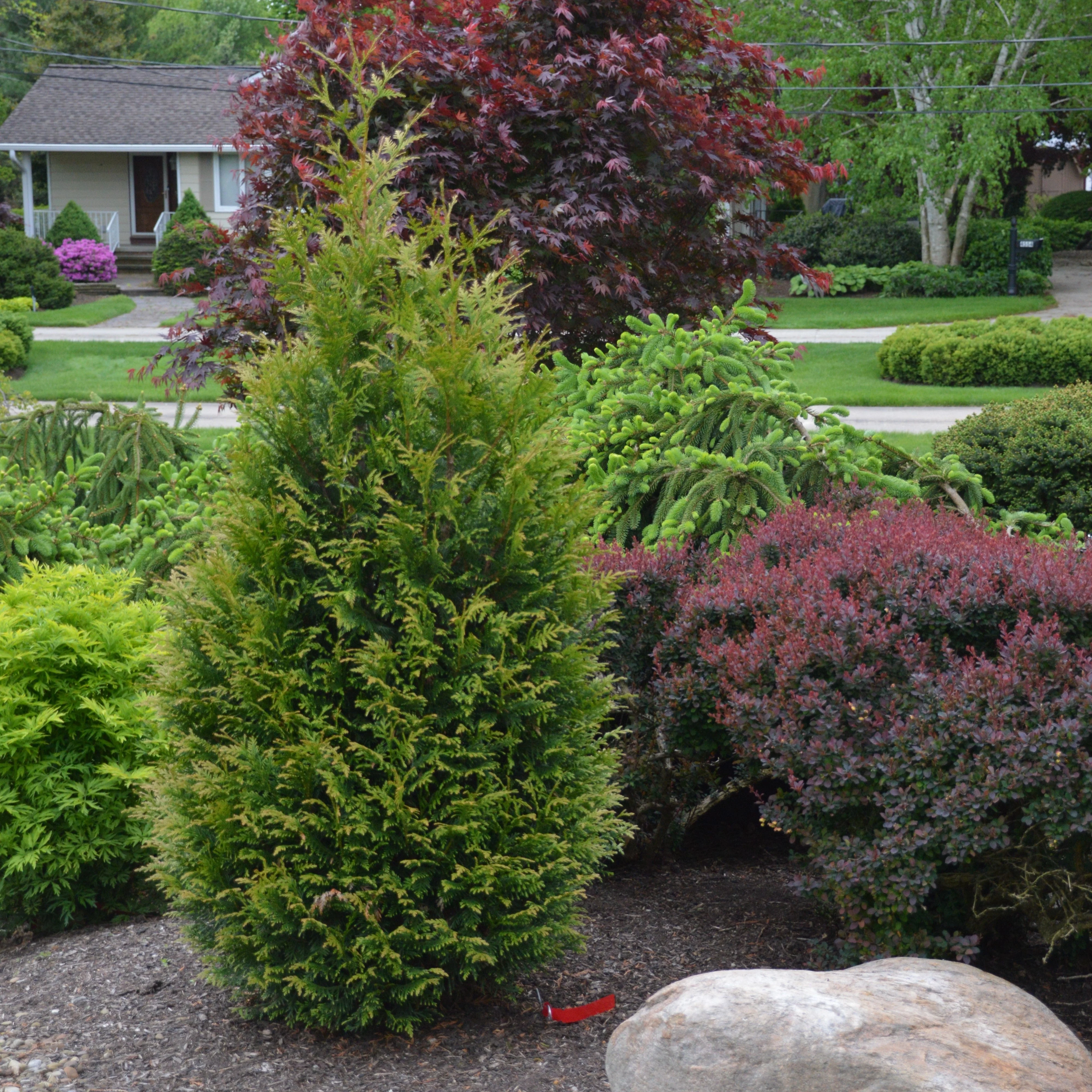 Arborvitae, Junior Giant Arborvitae - Image 3