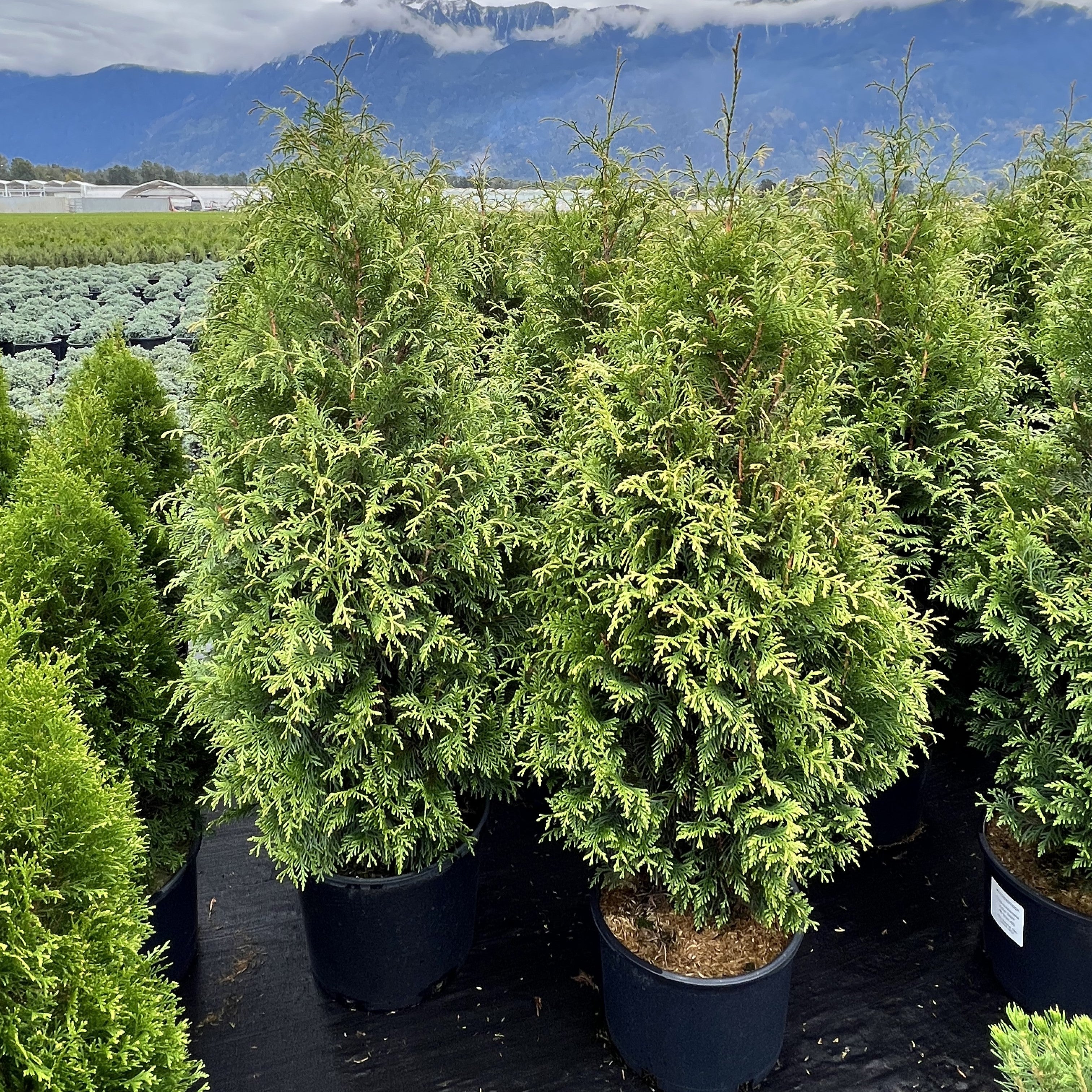 Arborvitae, Junior Giant Arborvitae - Image 4