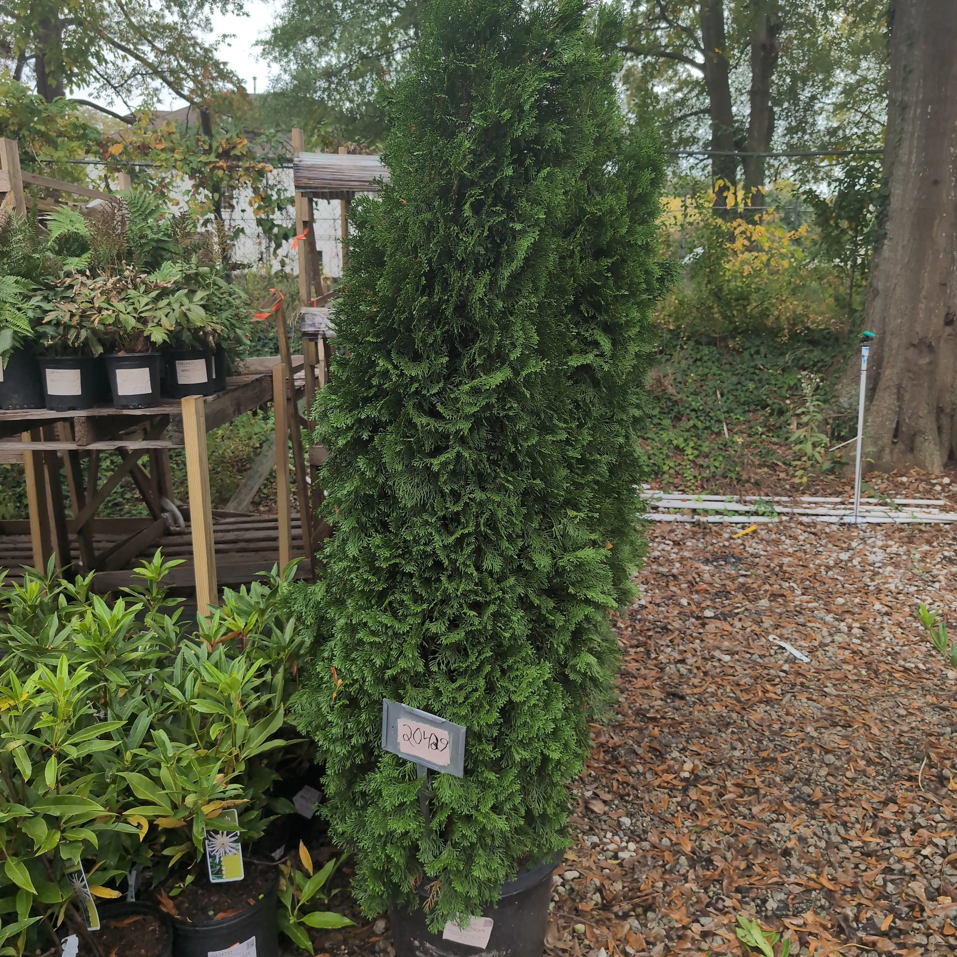 Arborvitae, Emerald Green Arborvitae - Image 10