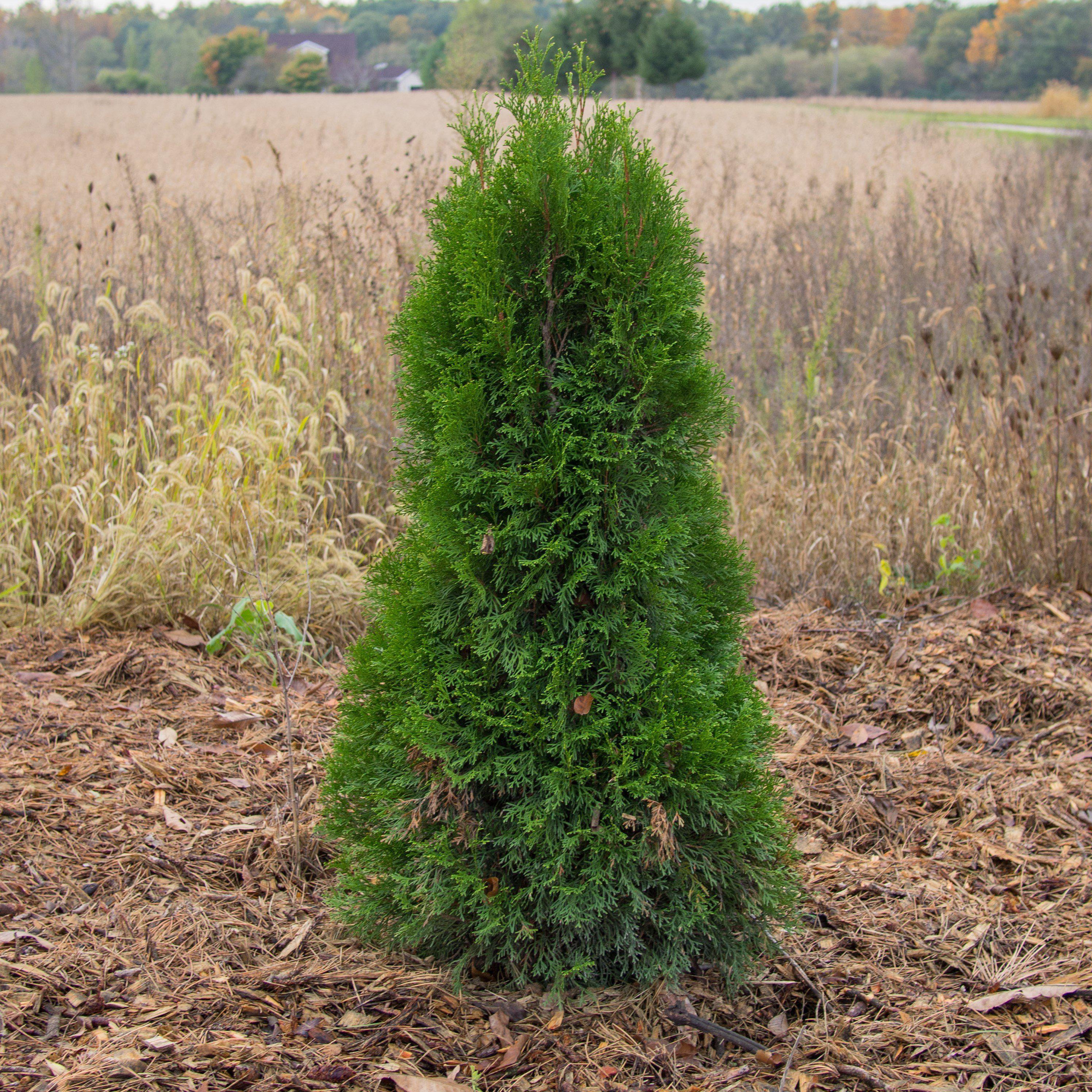 Arborvitae, Emerald Green Arborvitae - Image 3