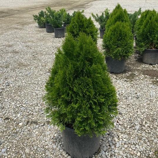 Arborvitae, Emerald Green Arborvitae - Image 4