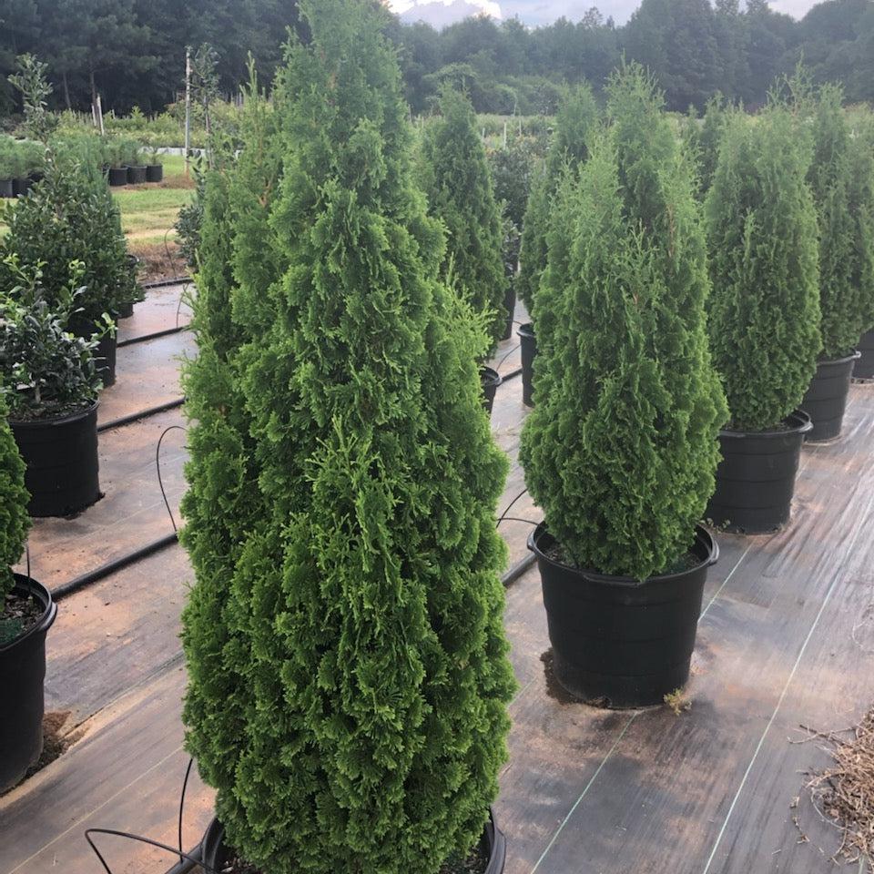 Arborvitae, Emerald Green Arborvitae - Image 5
