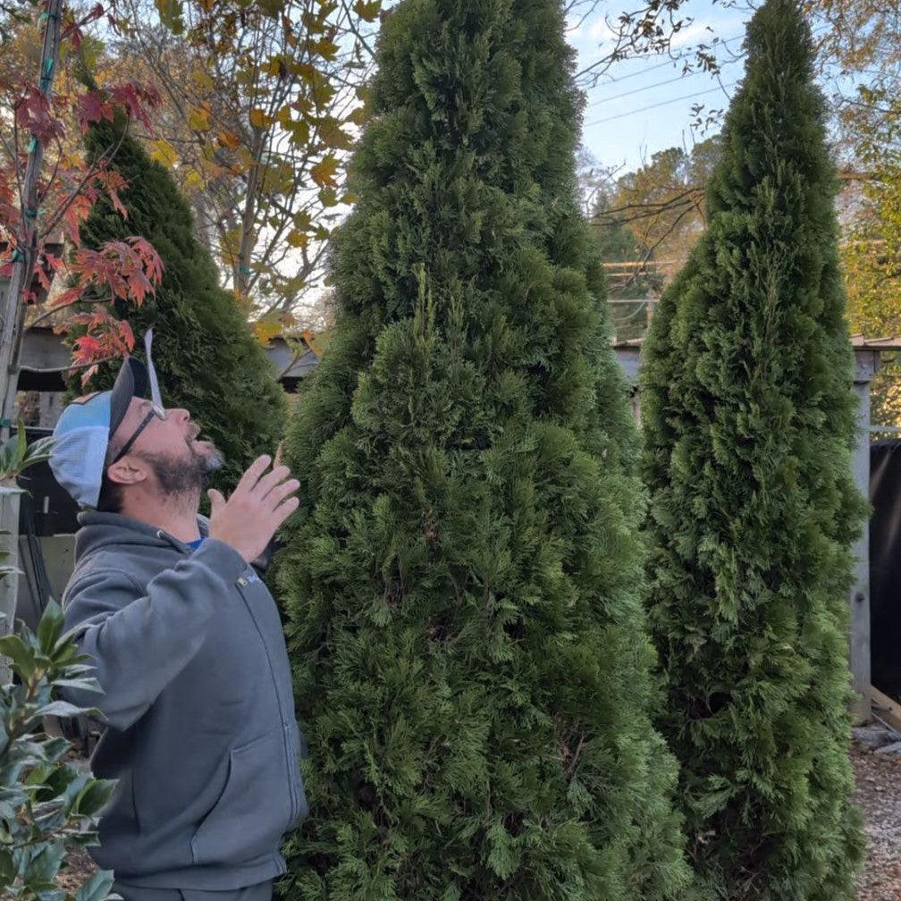 Arborvitae, Emerald Green Arborvitae - Image 7