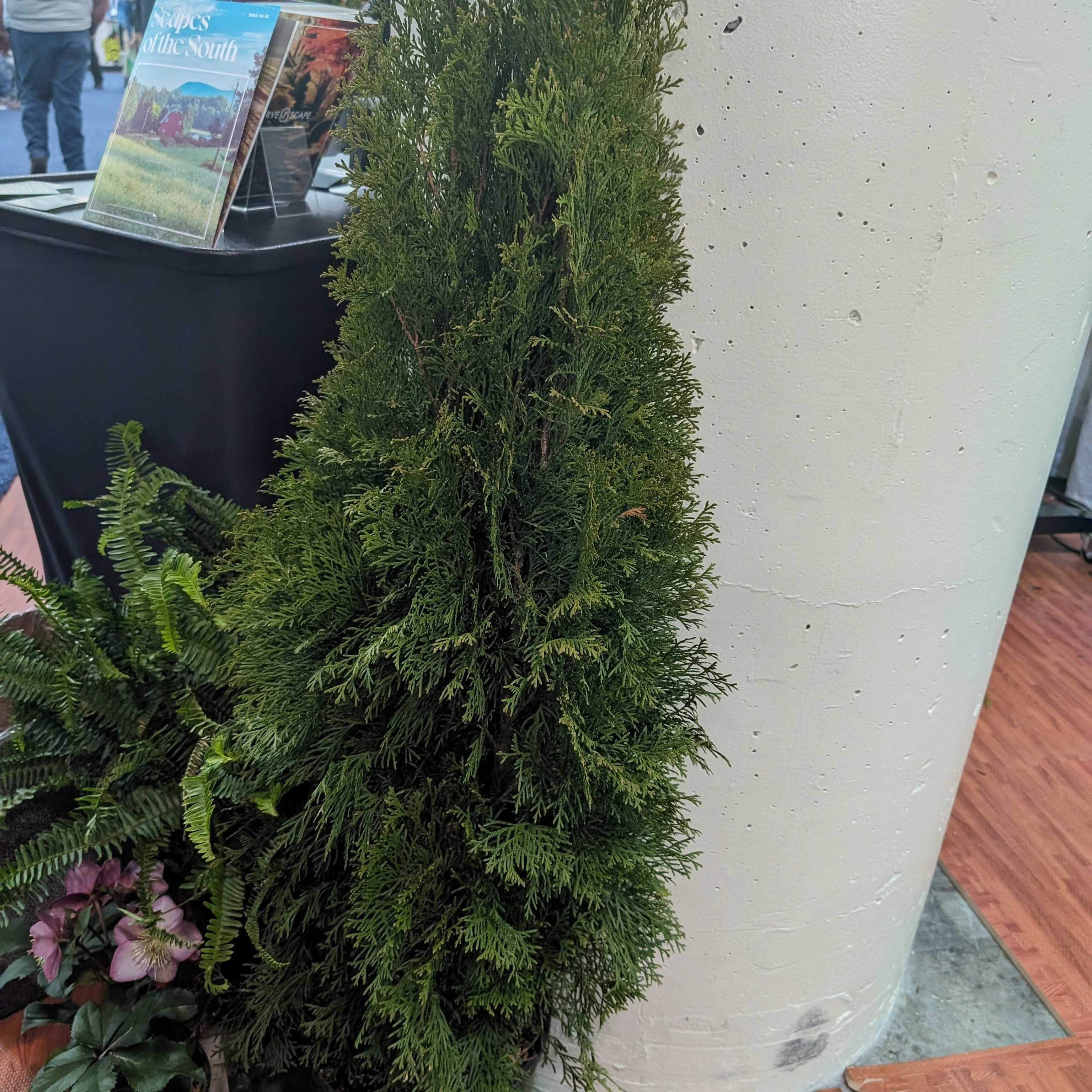 Arborvitae, Emerald Green Arborvitae - Image 8